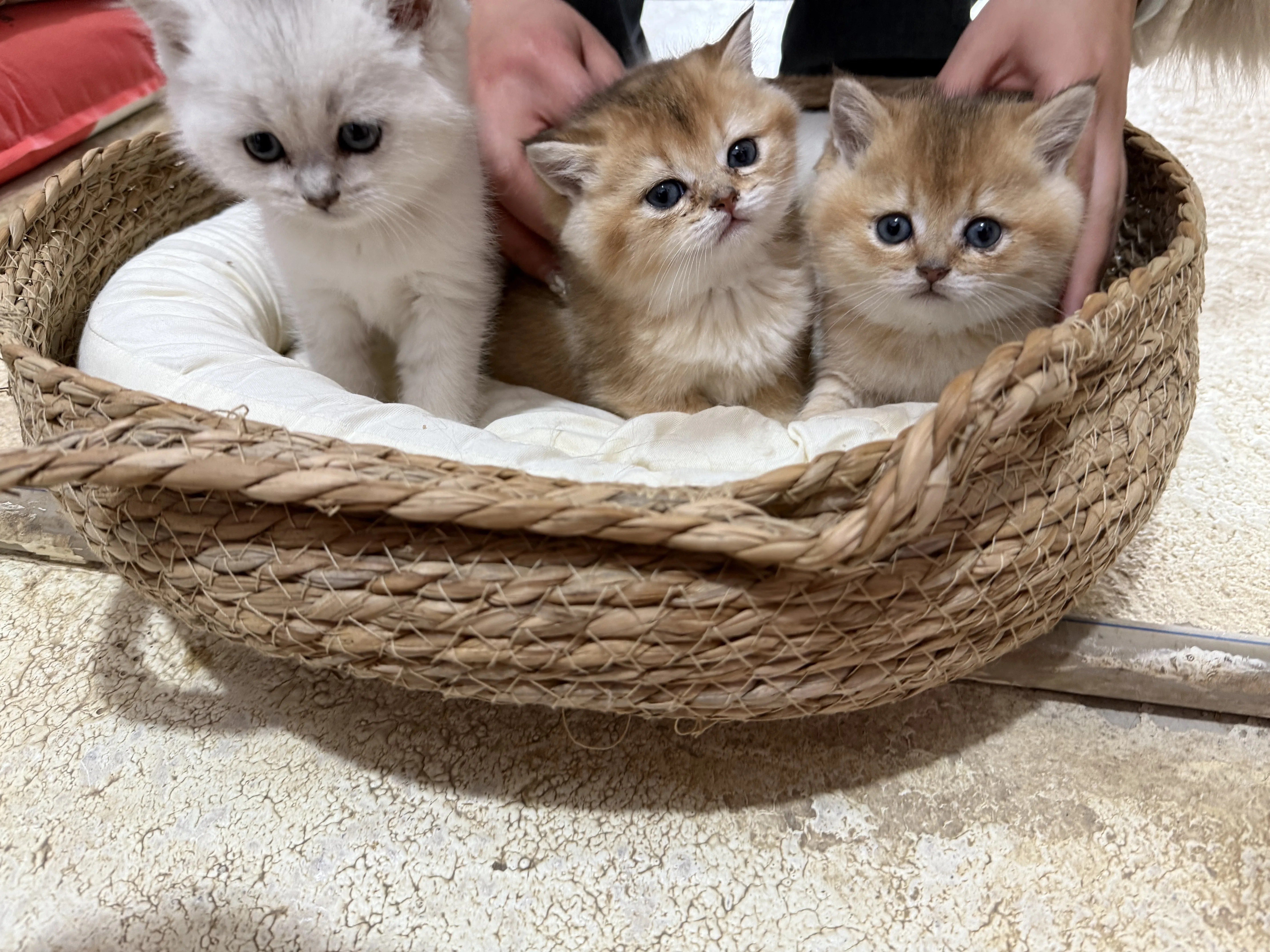 金渐层 银渐层 活泼可爱大包子脸 长期售后、终身饲养指导